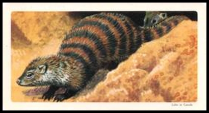 20 Banded Mongoose